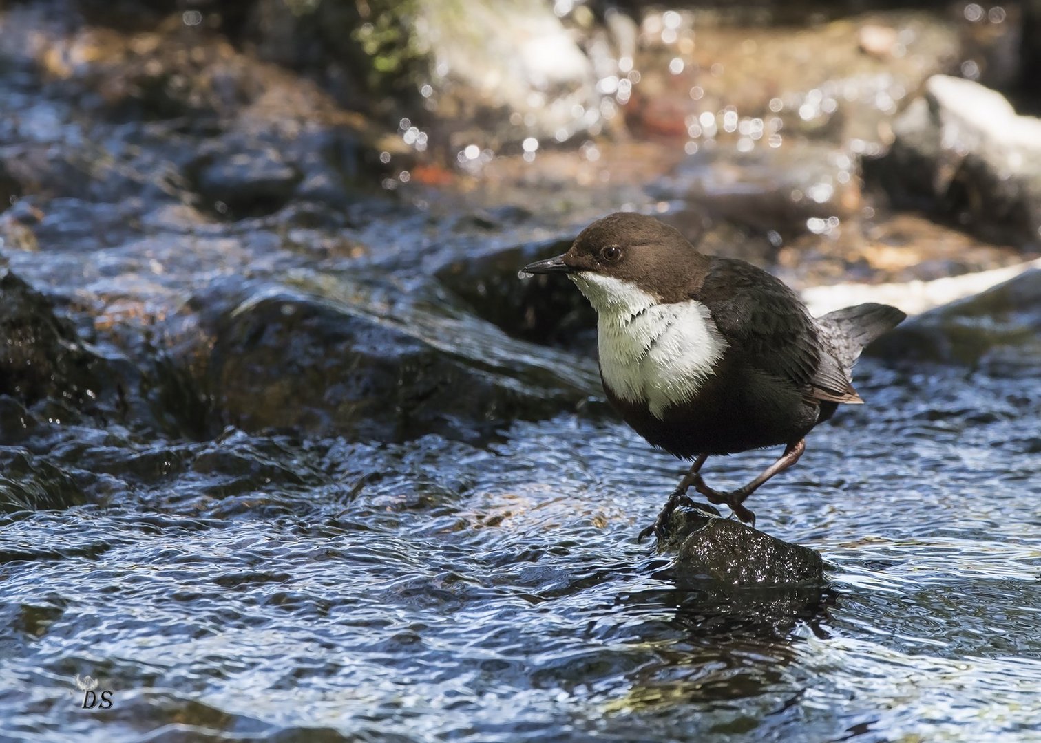 Wasseramsel