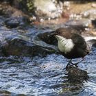 Wasseramsel