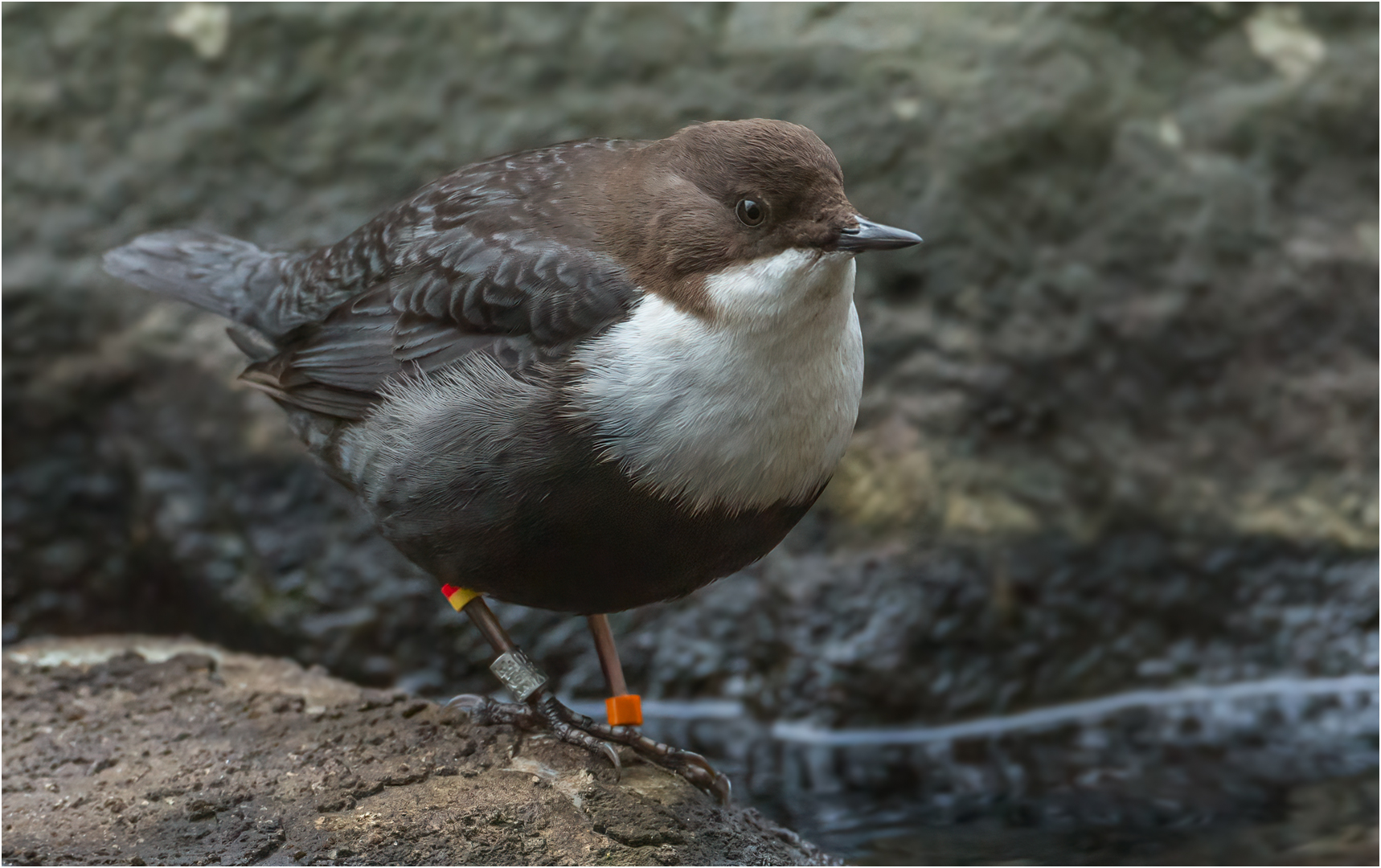 Wasseramsel