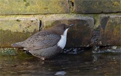 Wasseramsel