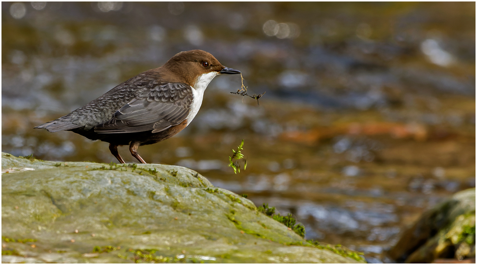 Wasseramsel