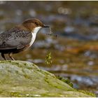 Wasseramsel