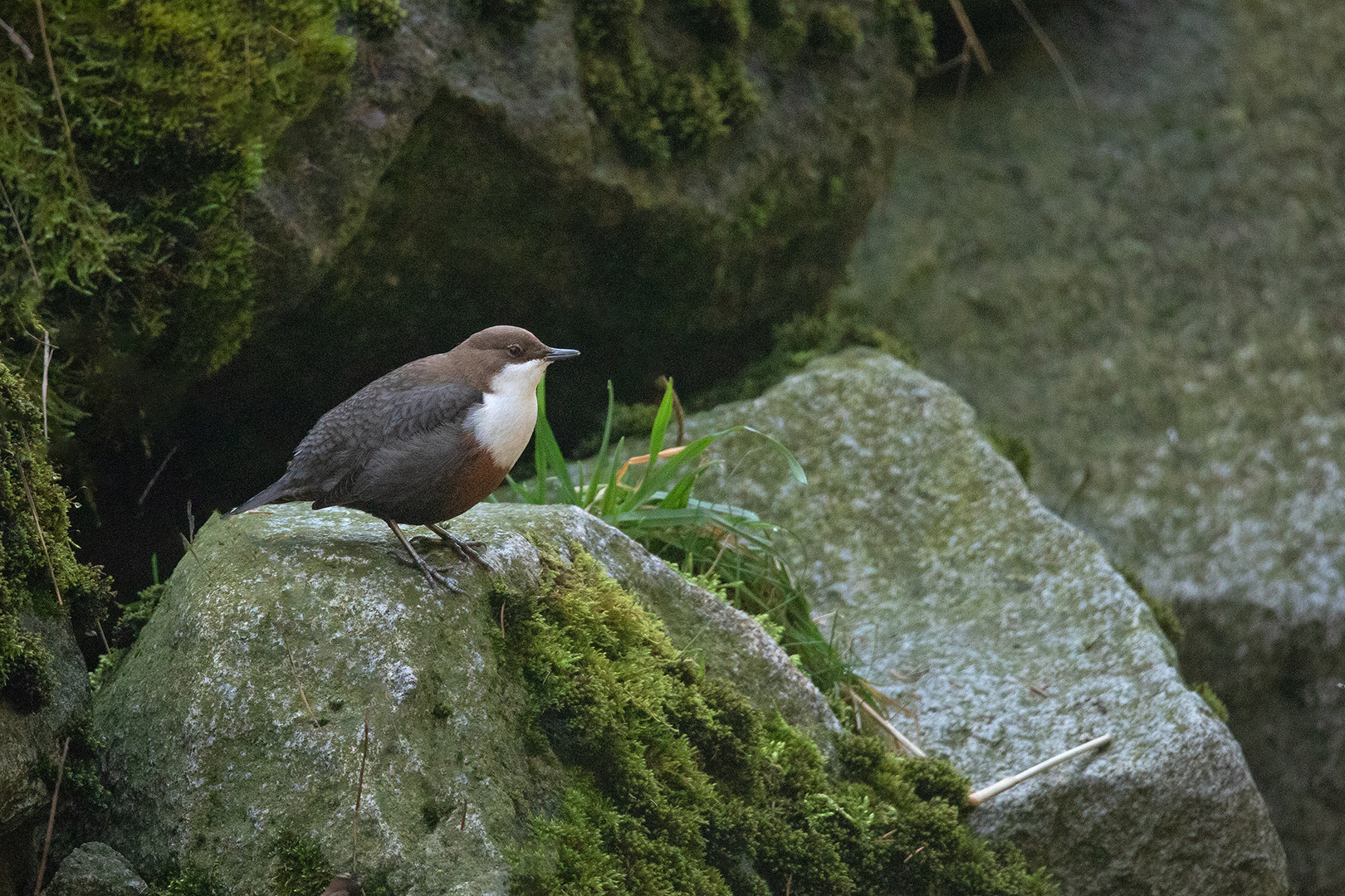 Wasseramsel