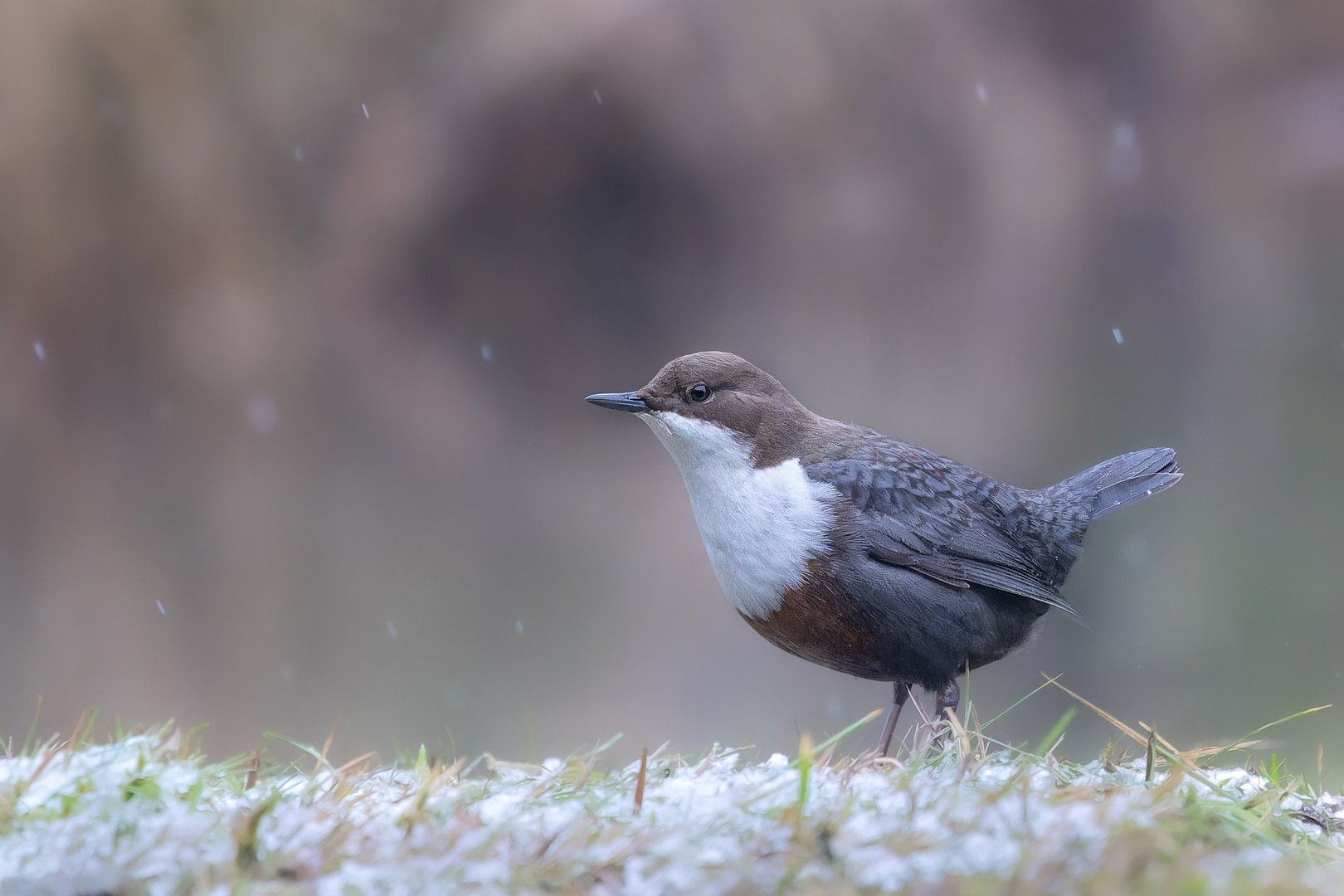 Wasseramsel