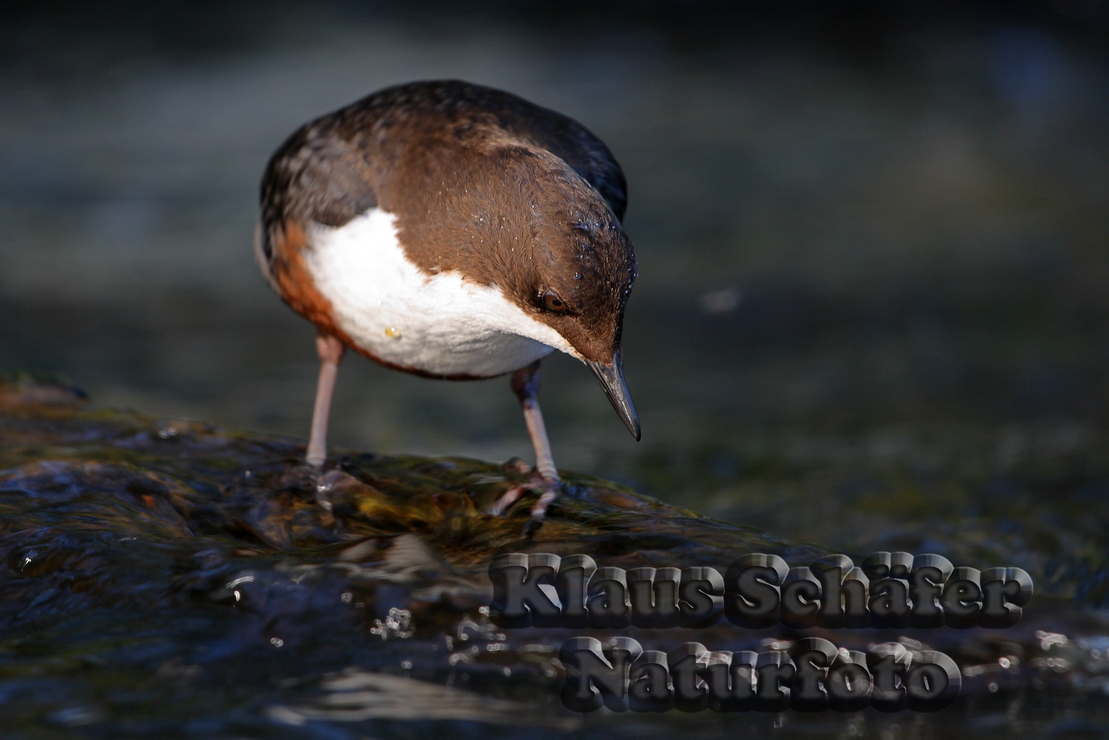 Wasseramsel