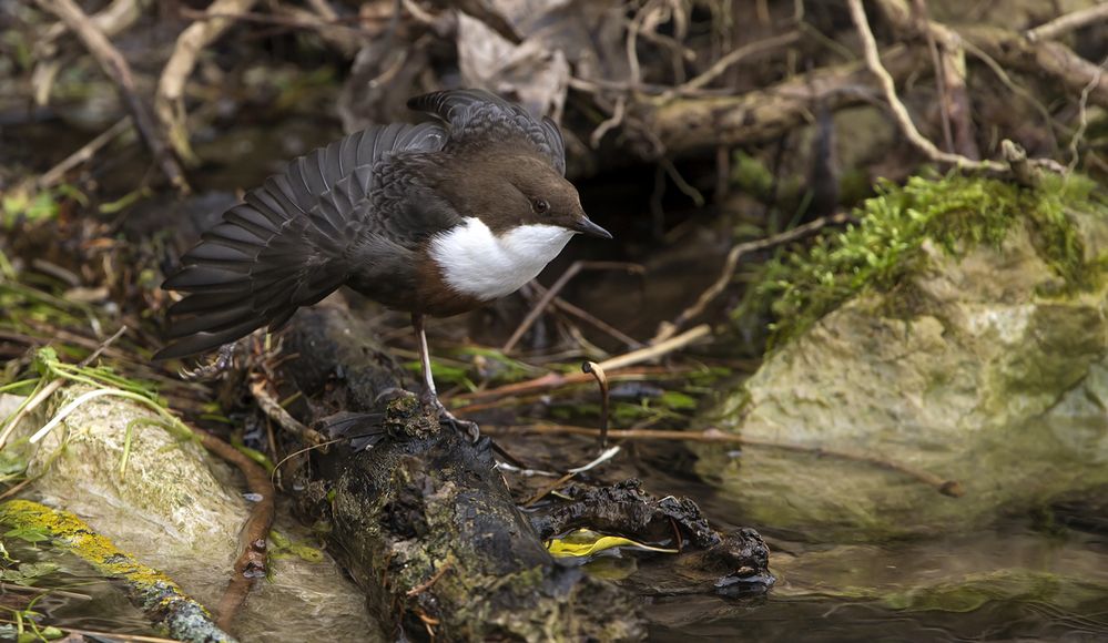 Wasseramsel-Dehnübungen