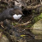 Wasseramsel-Dehnübungen