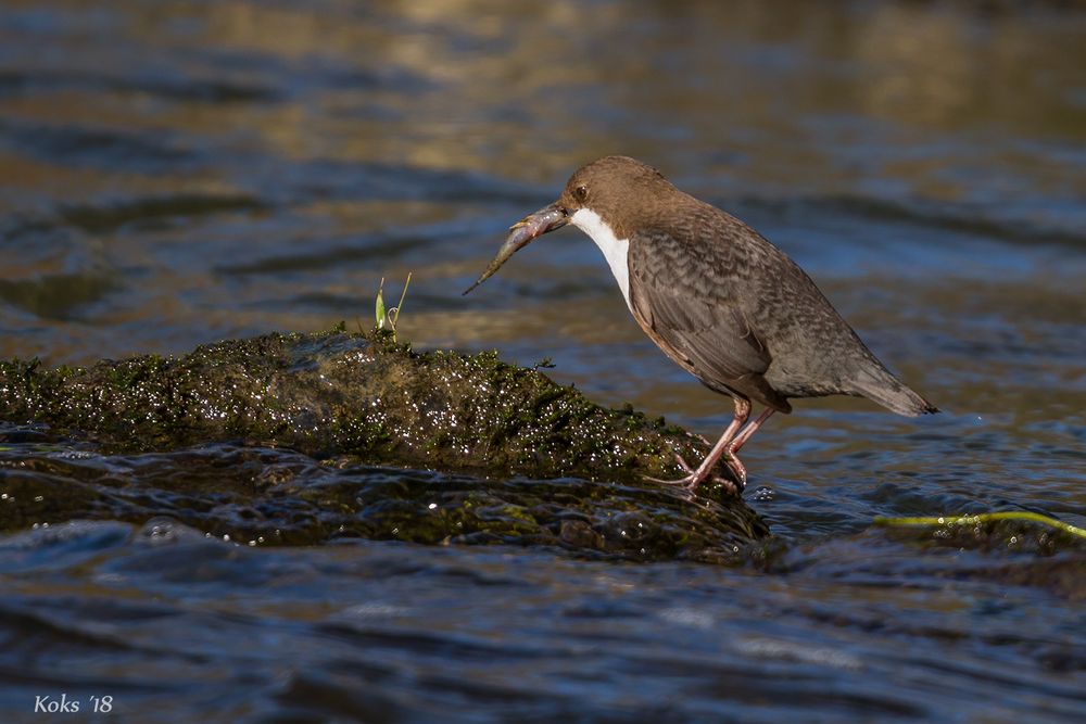 Wasseramsel