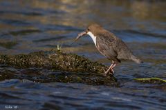 Wasseramsel