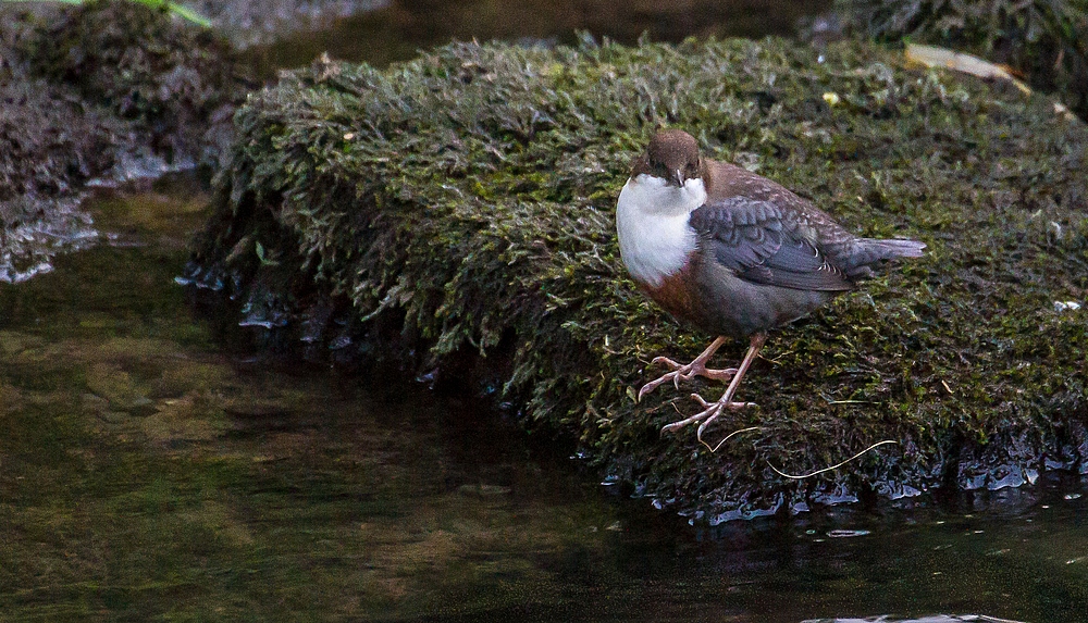 Wasseramsel die Dritte