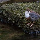 Wasseramsel die Dritte