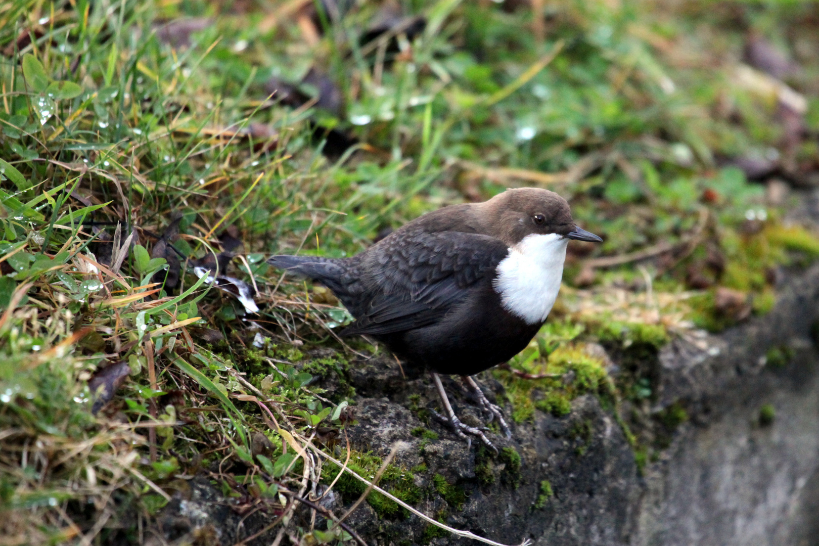 Wasseramsel die fünfte