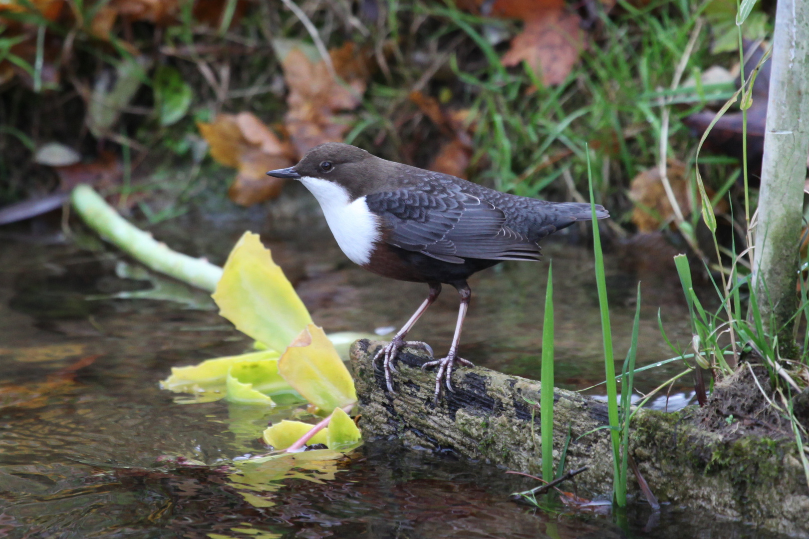 Wasseramsel die letzte ( cinclus cinclus )