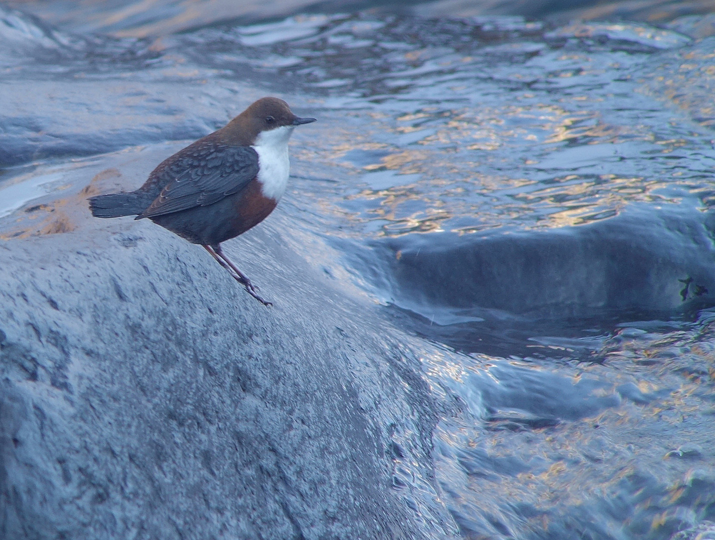 Wasseramsel - die "Saison" beginnt