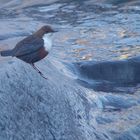 Wasseramsel - die "Saison" beginnt