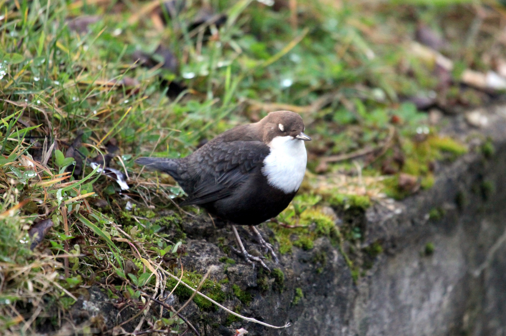 Wasseramsel die vierte