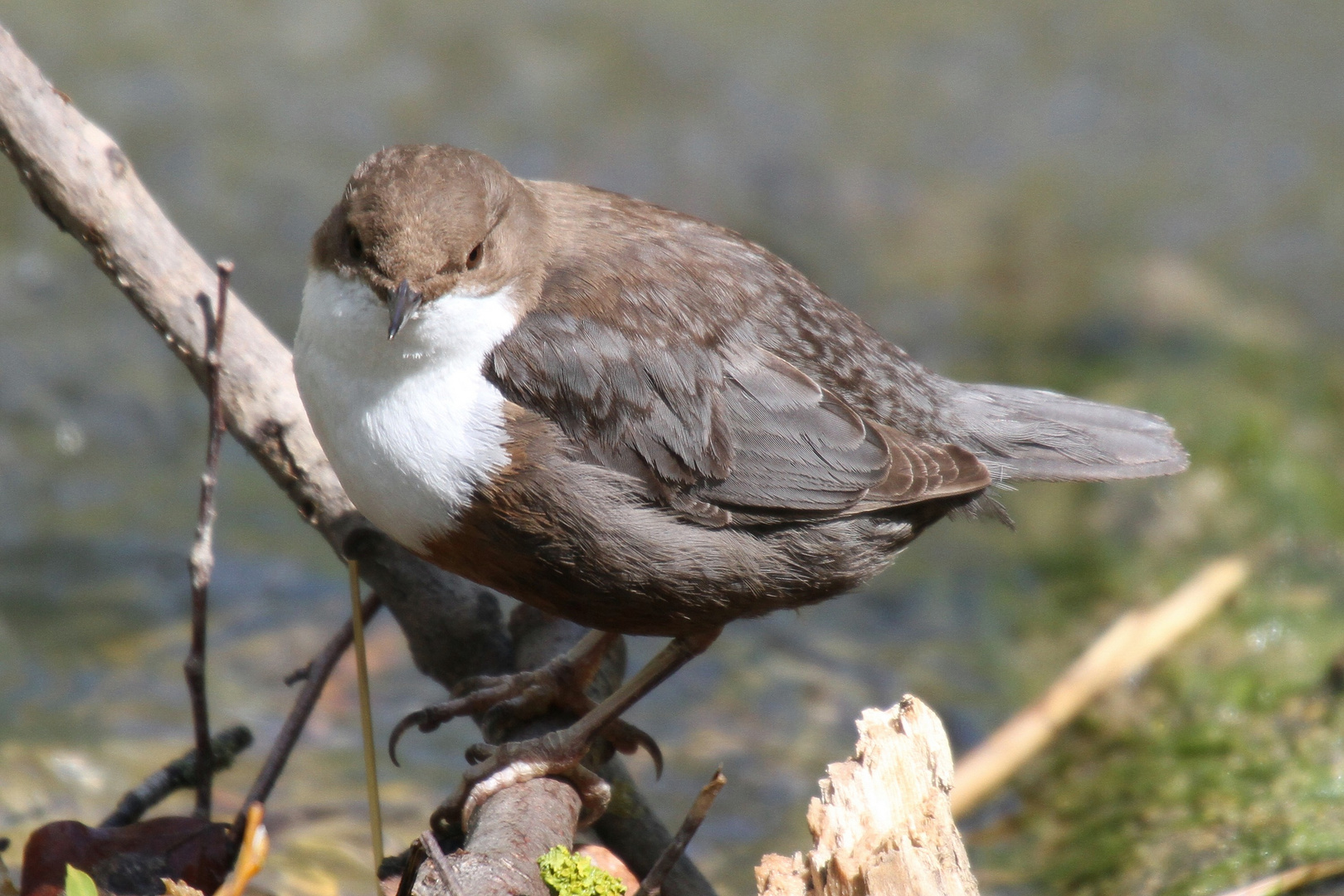 Wasseramsel