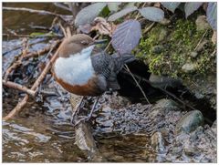 Wasseramsel