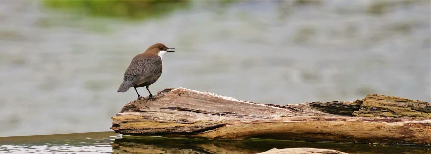 Wasseramsel