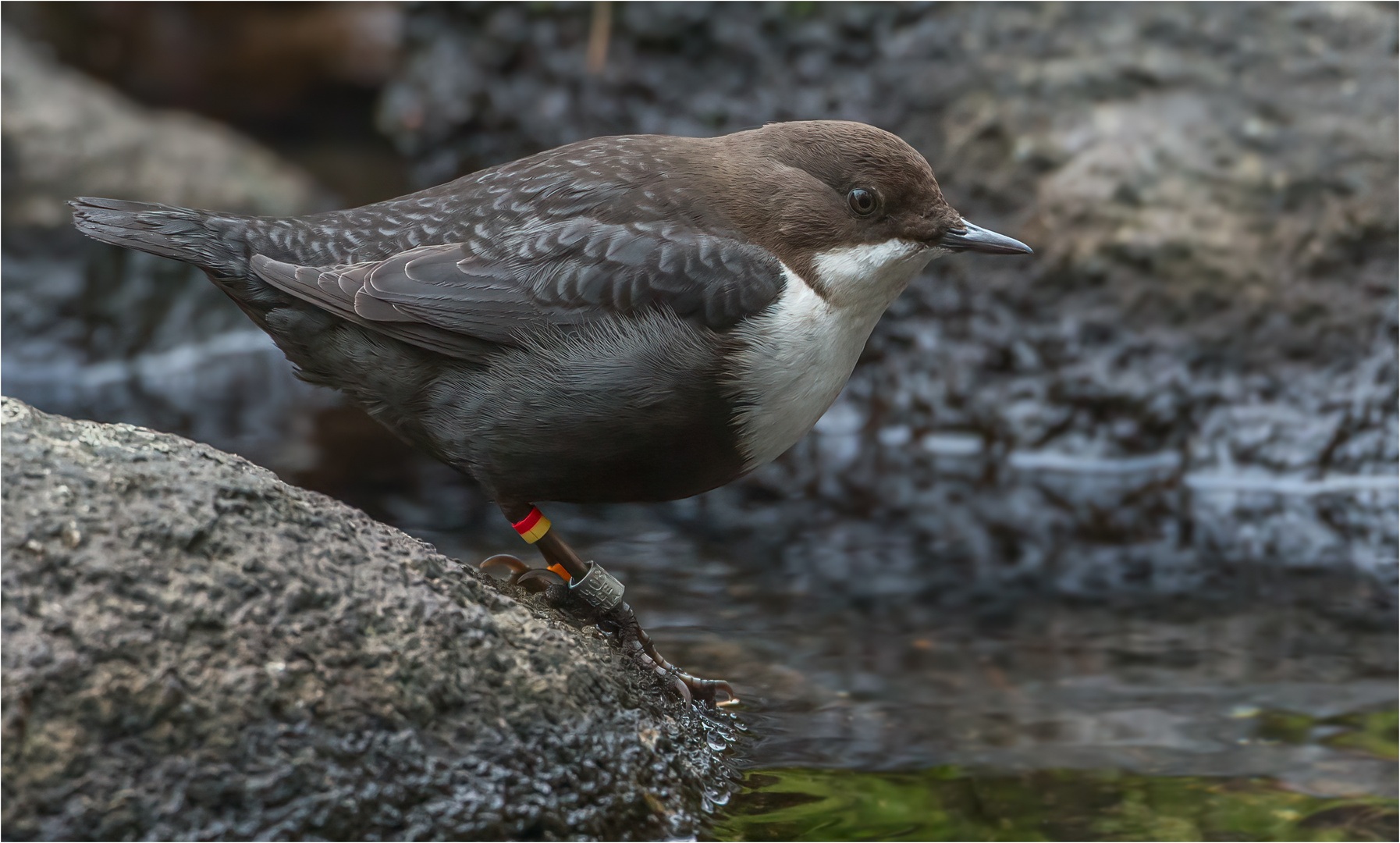 Wasseramsel