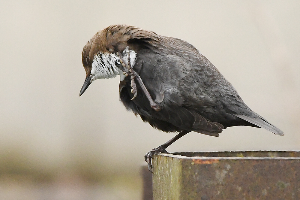 Wasseramsel 