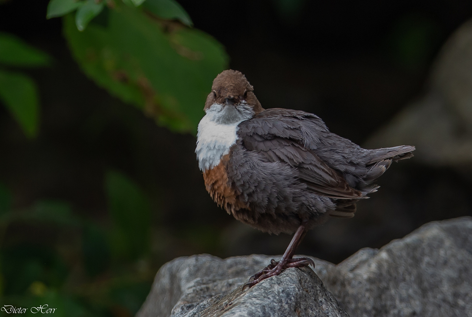 Wasseramsel