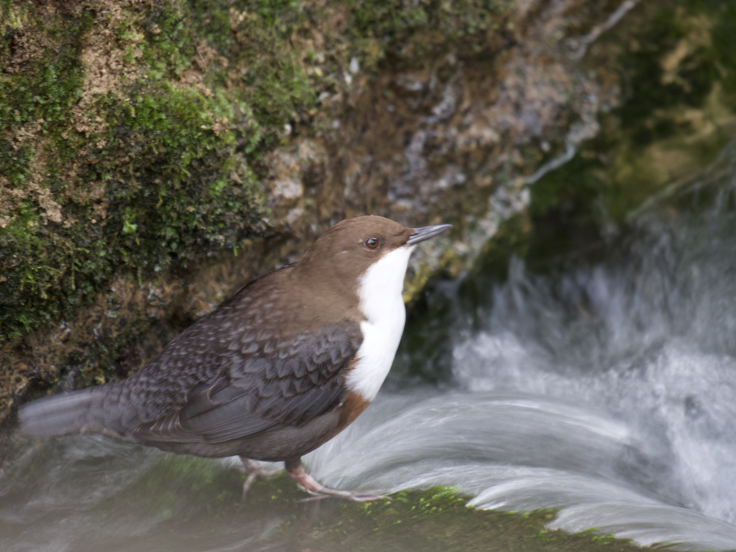 Wasseramsel 