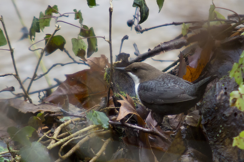 Wasseramsel