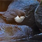 Wasseramsel