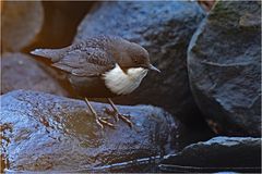 Wasseramsel