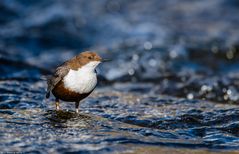 Wasseramsel 