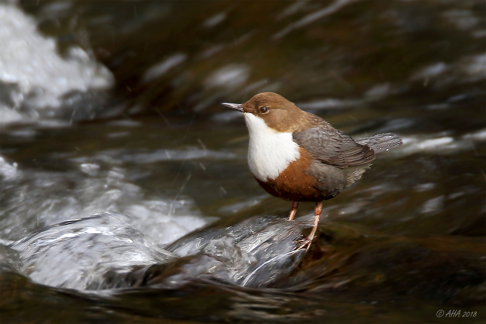 Wasseramsel