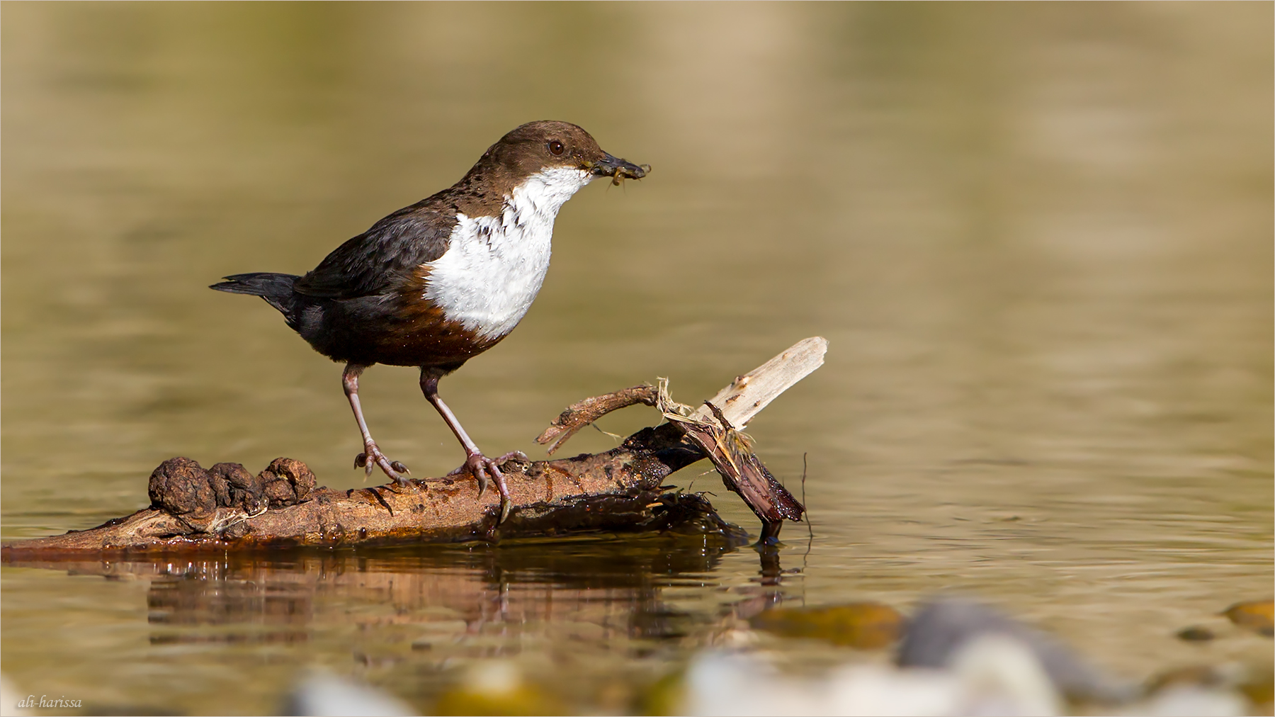 Wasseramsel 