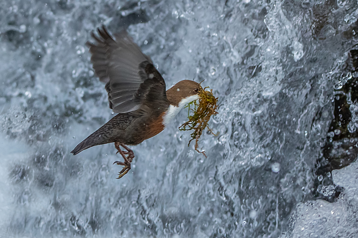 Wasseramsel