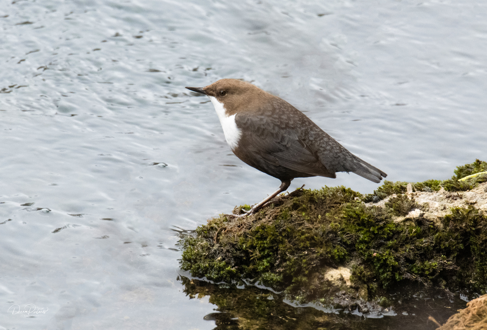 Wasseramsel