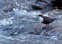 Wasseramsel