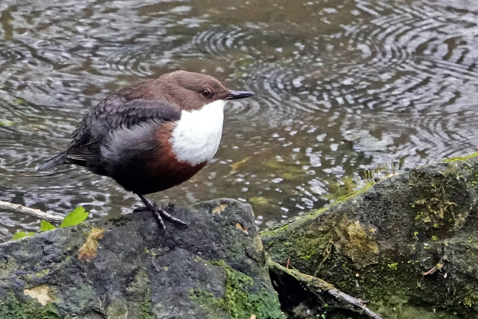 Wasseramsel