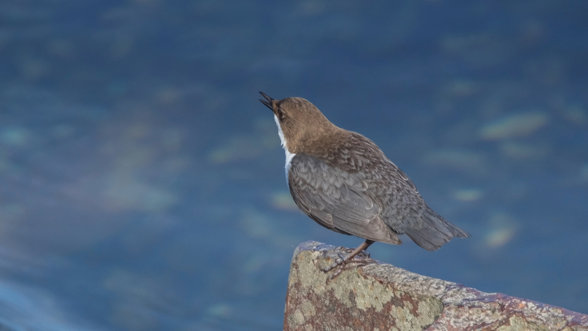 Wasseramsel