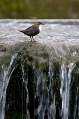 - Wasseramsel -