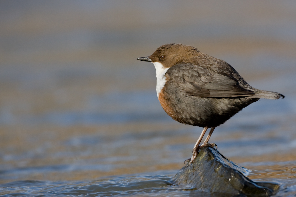 Wasseramsel ...