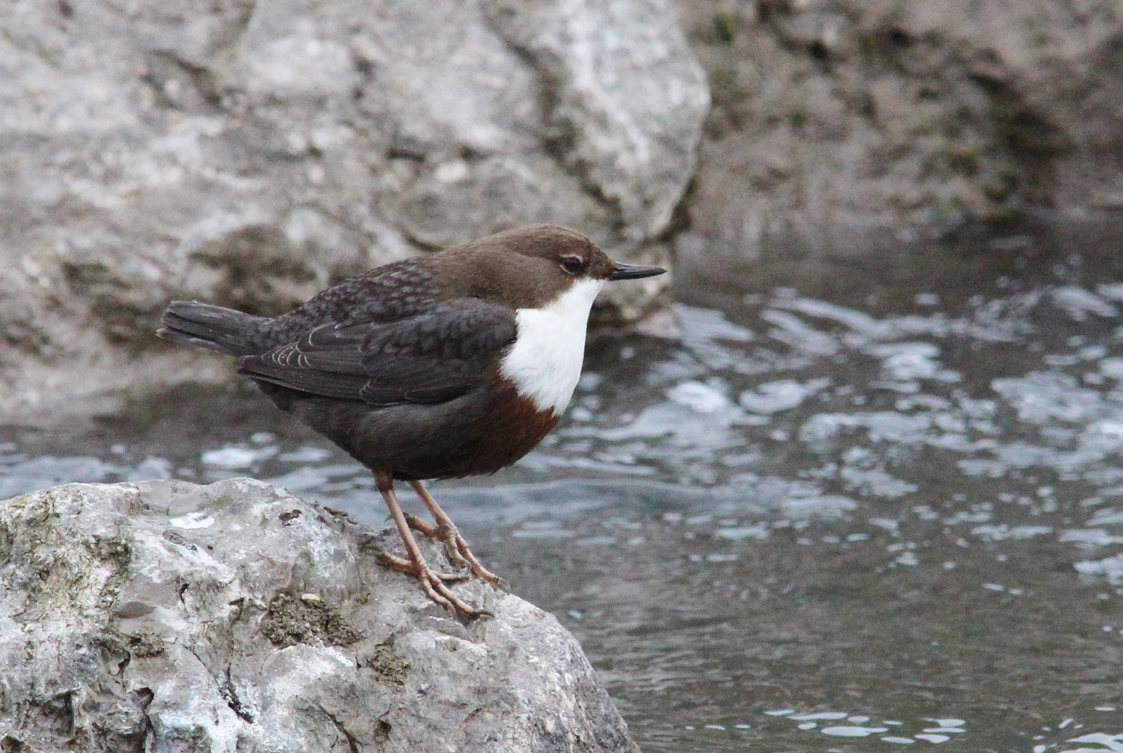 Wasseramsel