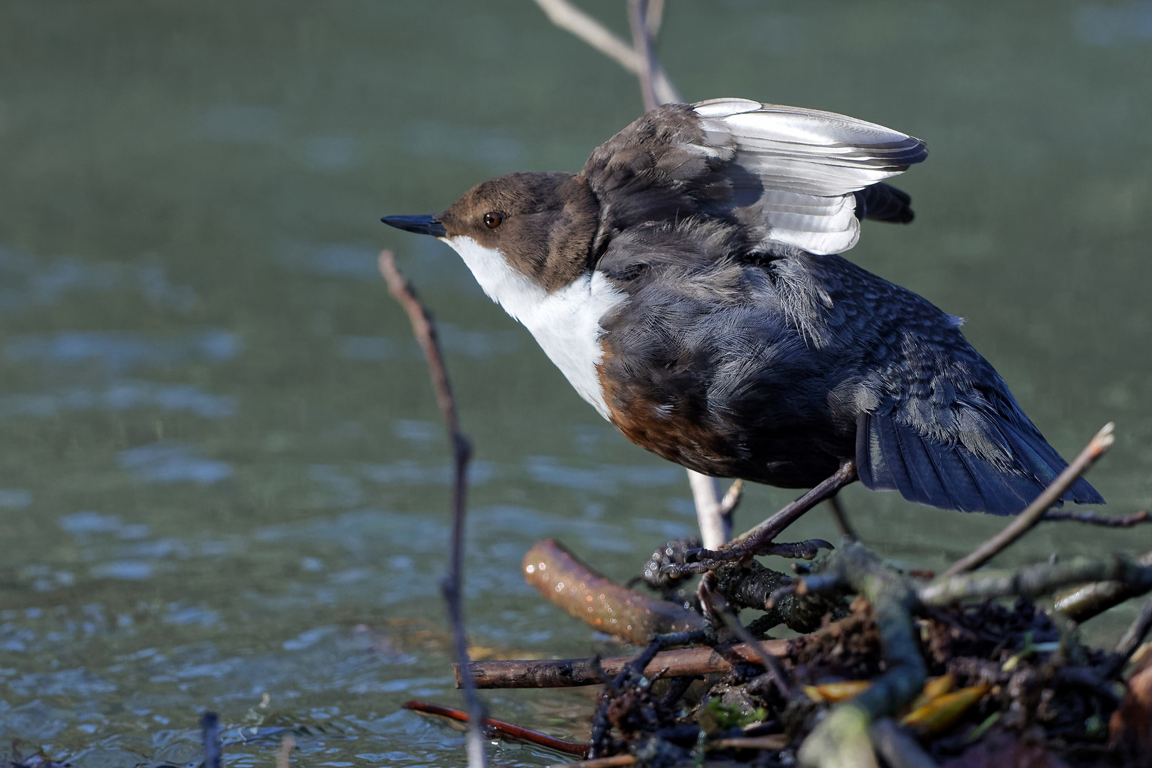 Wasseramsel