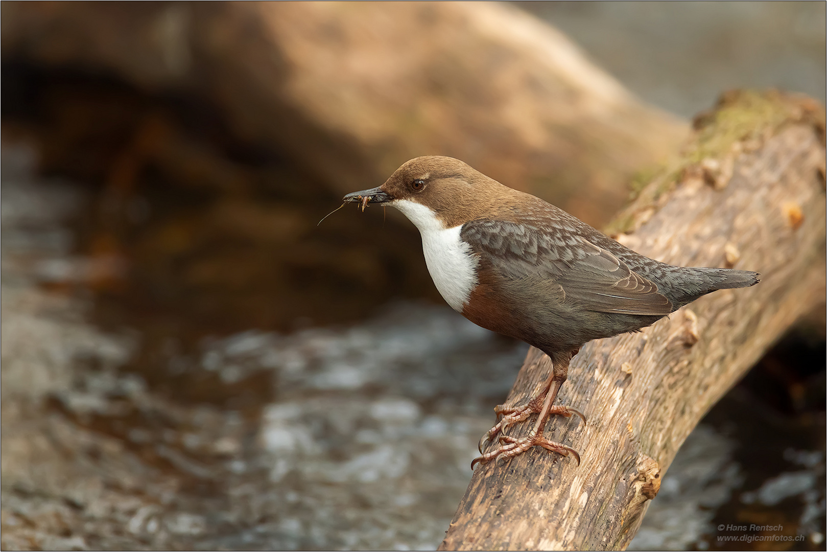 Wasseramsel