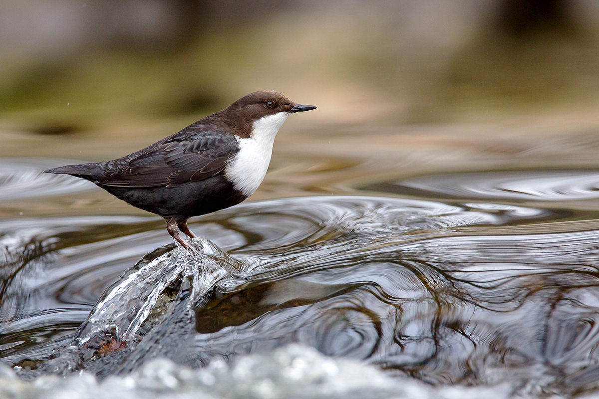 Wasseramsel