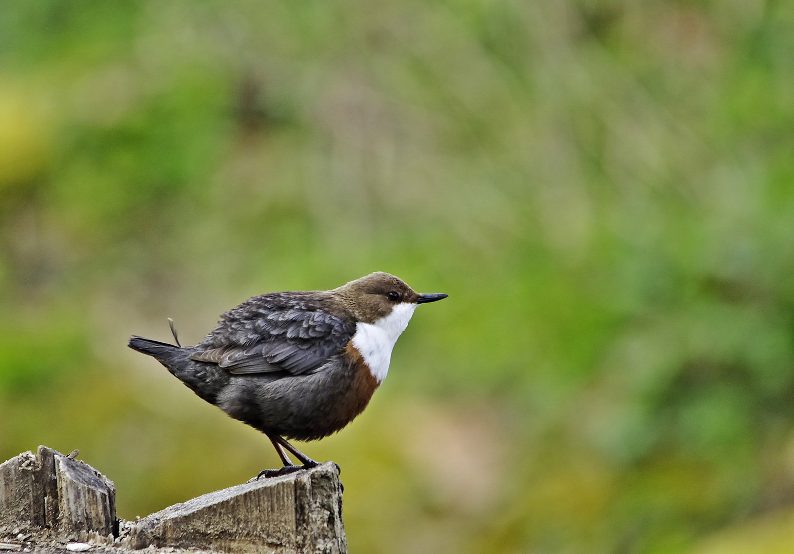 Wasseramsel 