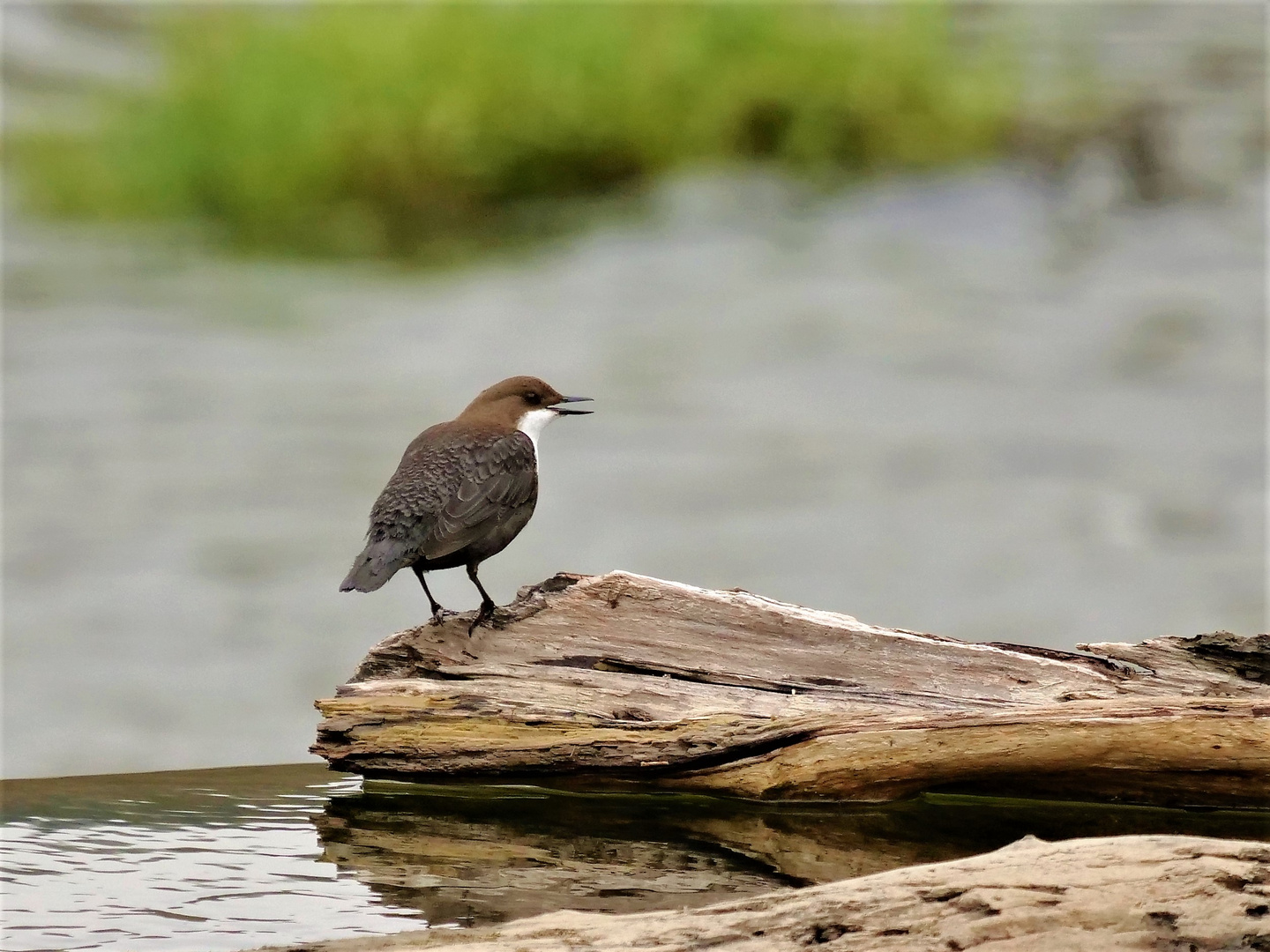 Wasseramsel