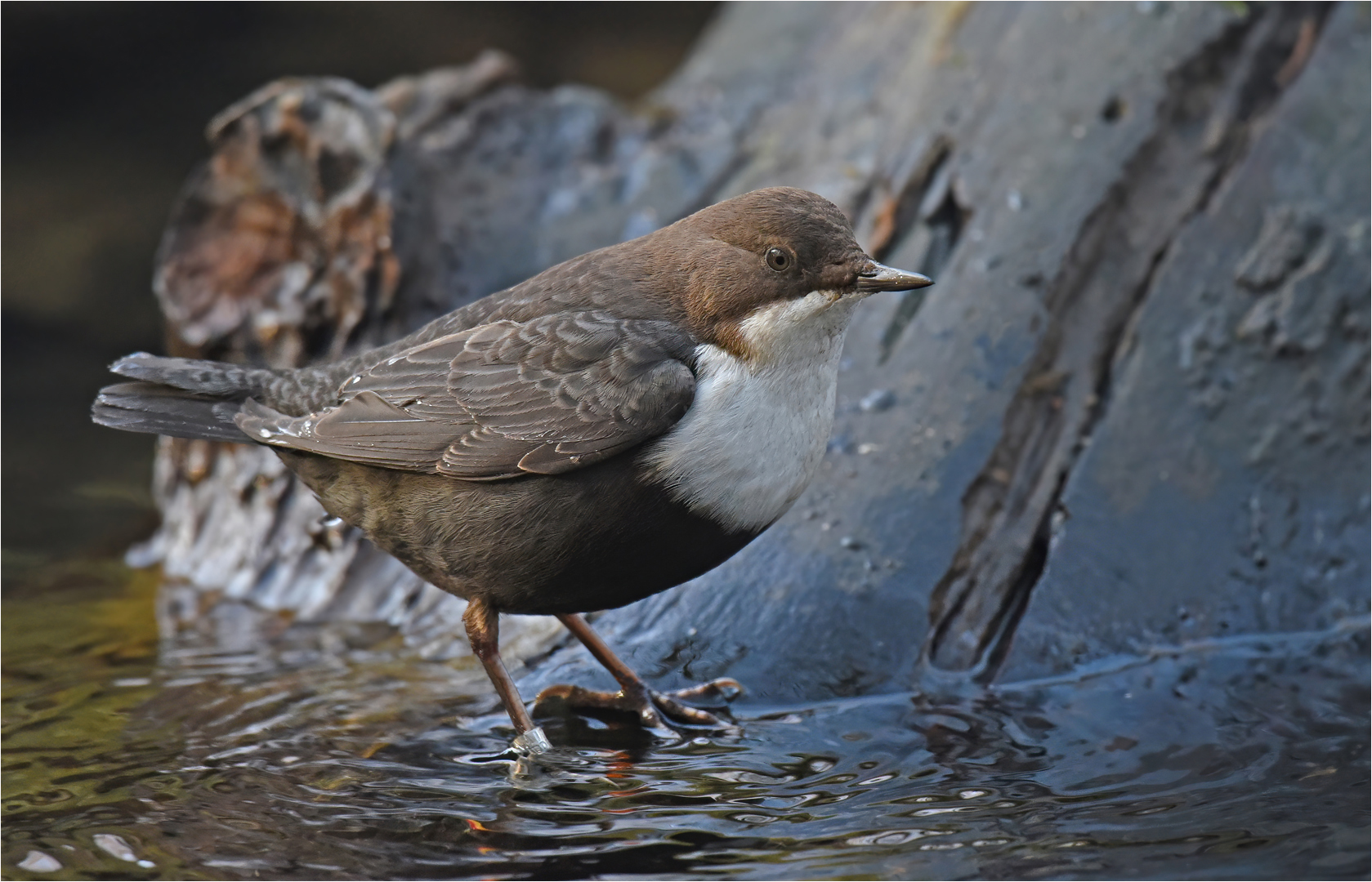 Wasseramsel