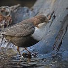 Wasseramsel