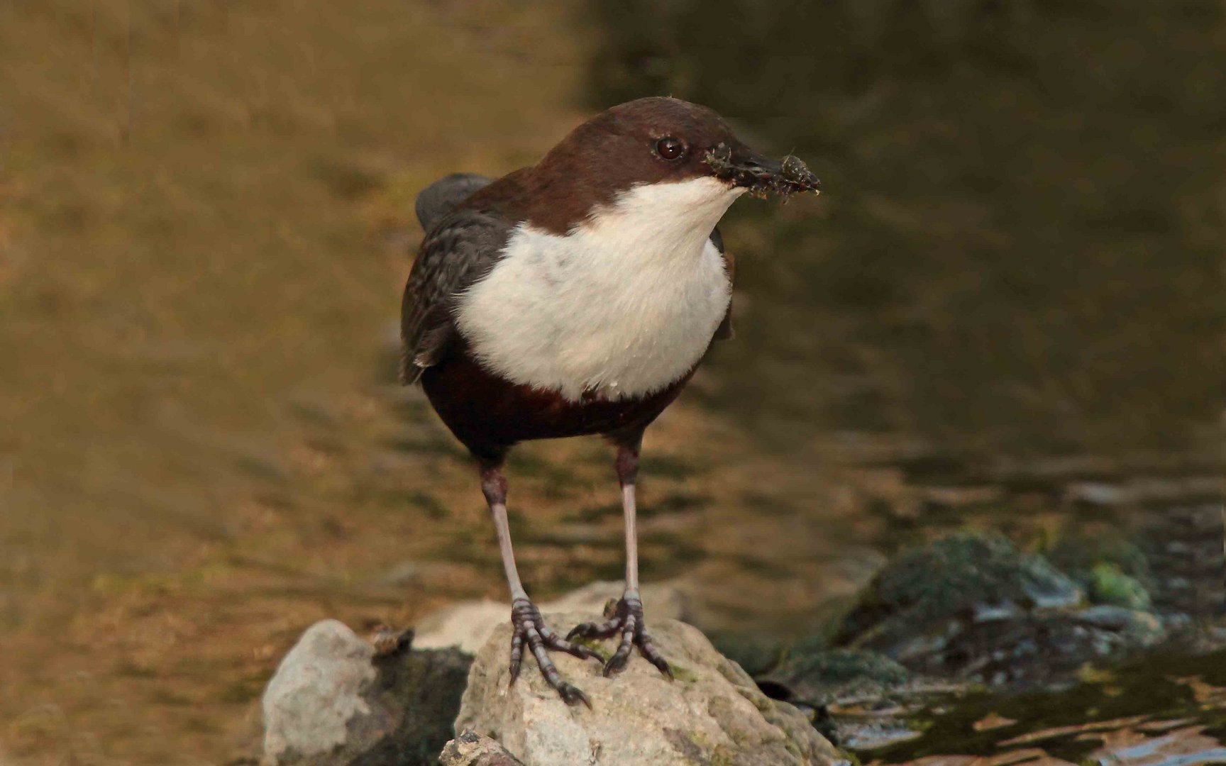 Wasseramsel