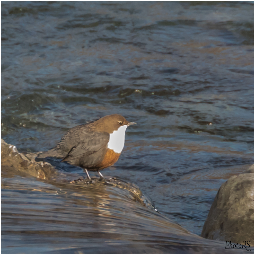 Wasseramsel